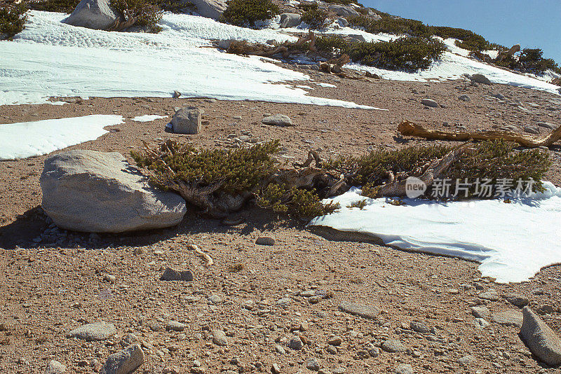 风吹袭了美国加州南部圣戈尼奥山(Mount San Gorgonio)高海拔的林木线附近的一处落地上的美国黑松和积雪